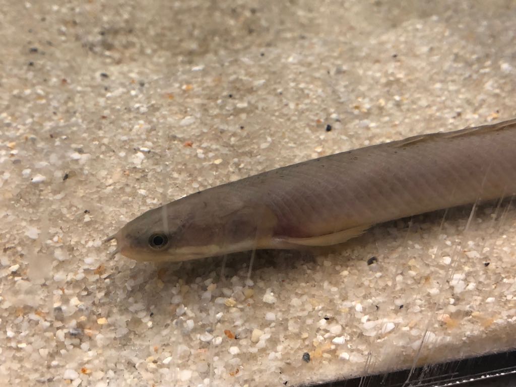 Senegal Bichir (Polypterus senegalus)