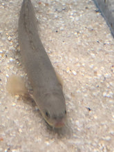 Load image into Gallery viewer, Senegal Bichir (Polypterus senegalus)
