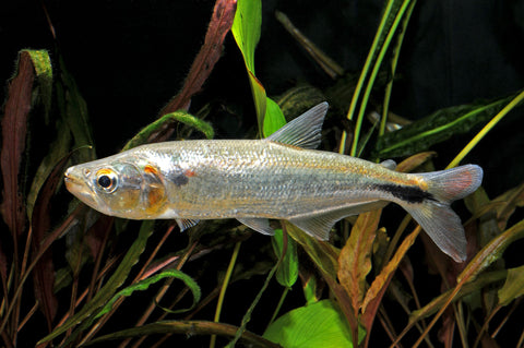 Red Tailed Brycon (Brycon cephalus) – Predatory Fins