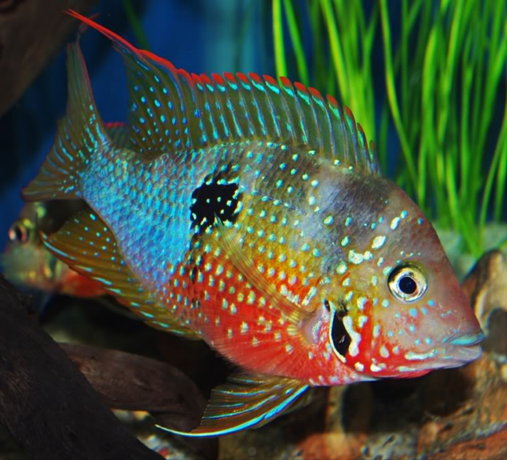 Spot Cheek Cichlid (Thorichthys Ellioti) – Predatory Fins