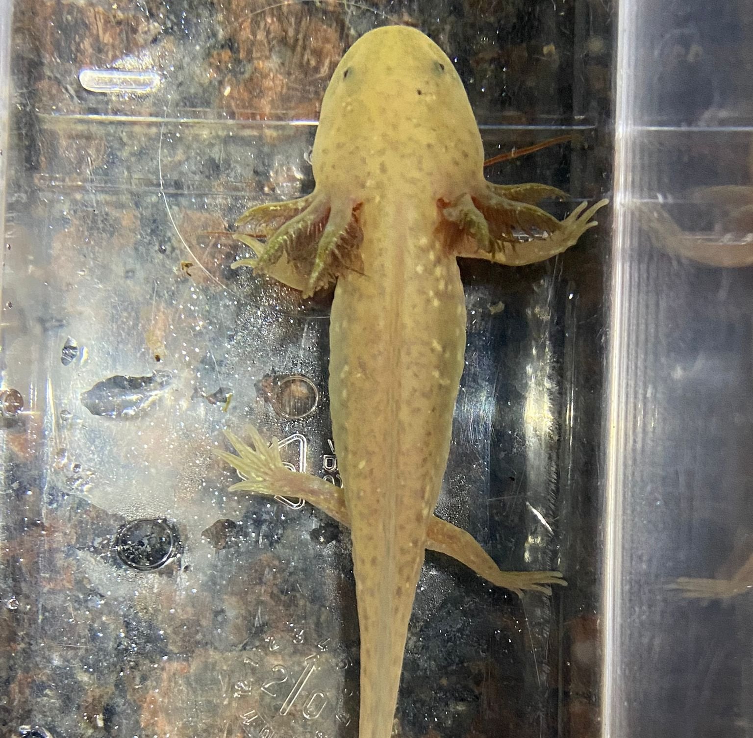 Axolotl Ambystoma mexicanum 12-15 cm 37,50 €