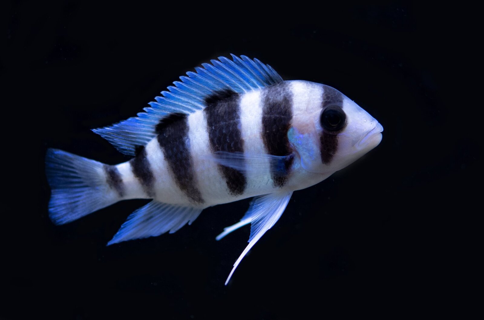 Blue Frontosa (Cyphotilapia frontosa)