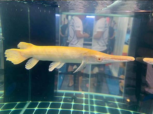 Albino Golden Alligator Gar (Atractosteus spatula)