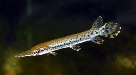 Alligator Gar (Atractosteus spatula)