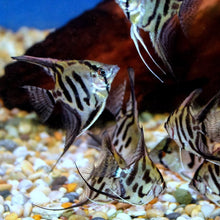 Load image into Gallery viewer, Pinoy Clown Angelfish (Pterophyllum scalare sp)
