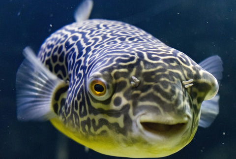 Giant Mbu Puffer Fish (Tetraodon mbu) – Predatory Fins
