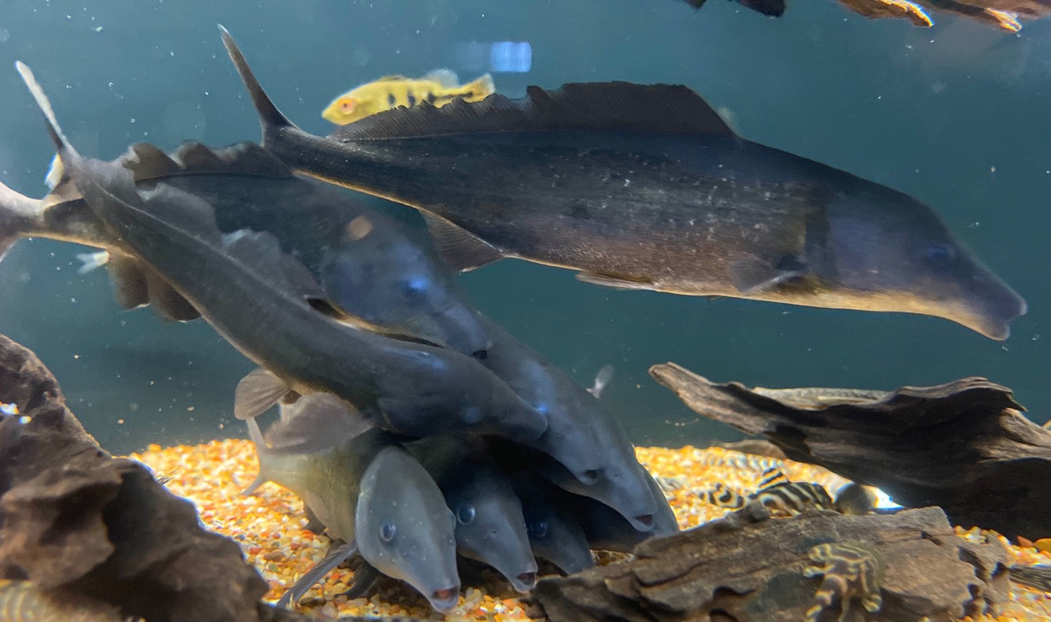 Freshwater Dolphin Fish Mormyrus longirostris Predatory Fins