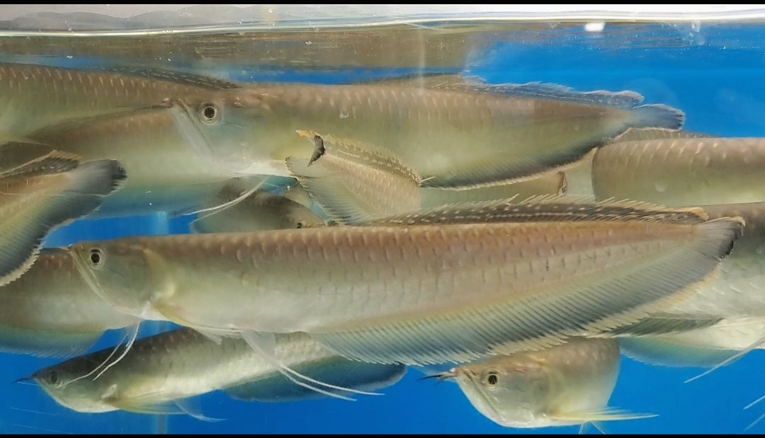 Black Arowana (Osteoglossum Ferreirai)