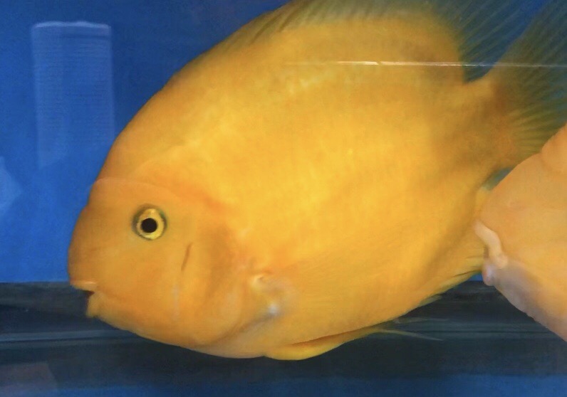 Yellow Ingot Parrot Fish Cichlid (Cichlasoma sp)