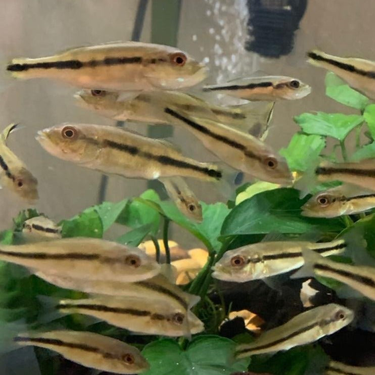 Intermedia Peacock Bass (Cichla intermedia)