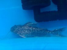Load image into Gallery viewer, Granulosus Catfish (Pterodoras granulosus)

