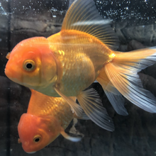 Load image into Gallery viewer, Oranda Goldfish (Carassius auratus)
