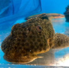 Load image into Gallery viewer, Medians Pleco (Hemiancistrus medians)
