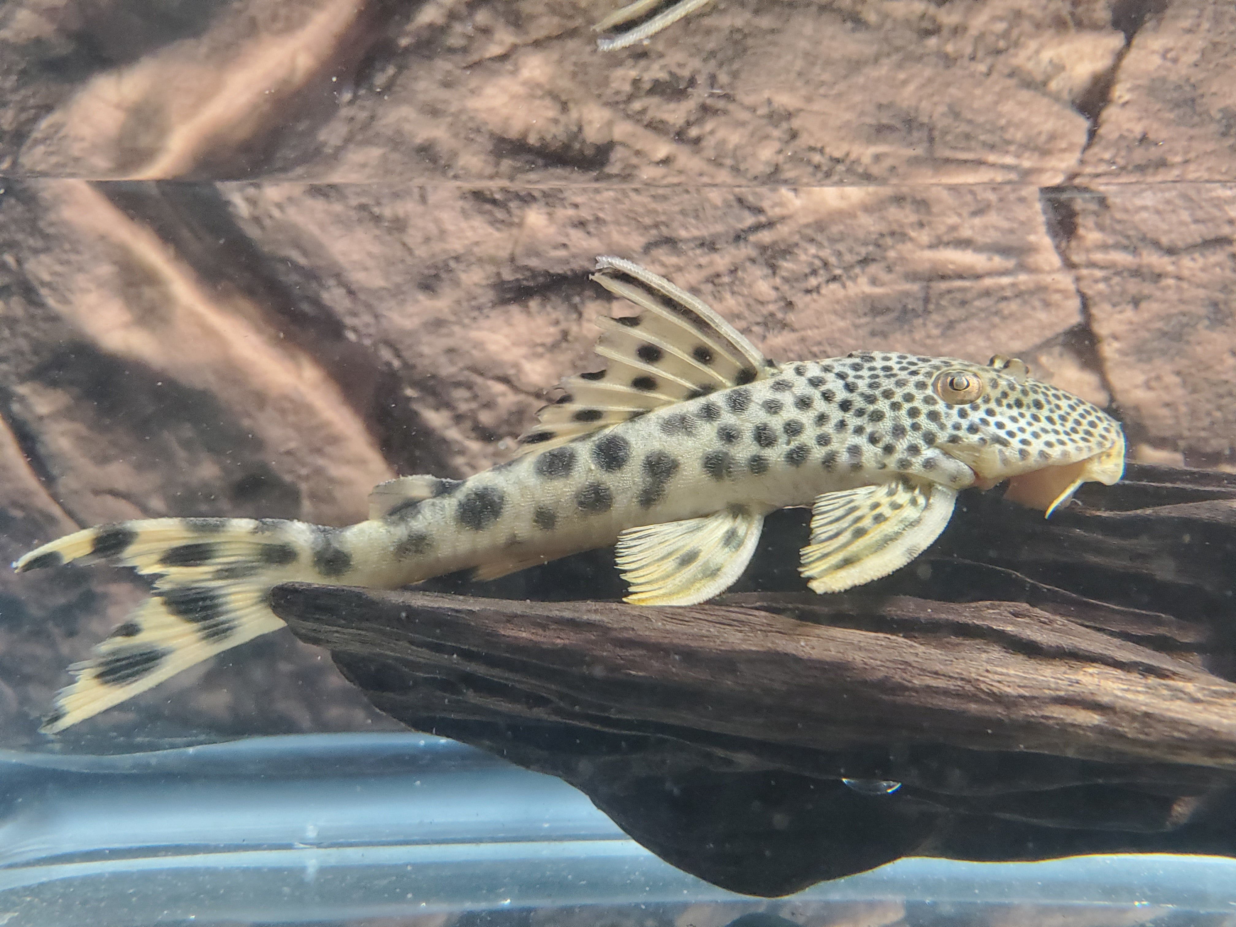 L075 / L124 Para Pleco (Peckoltia sabaji)