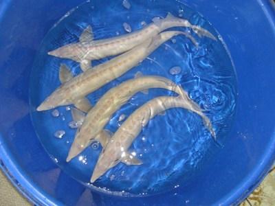 Albino Sterlet Sturgeon (Acipenser ruthenus)