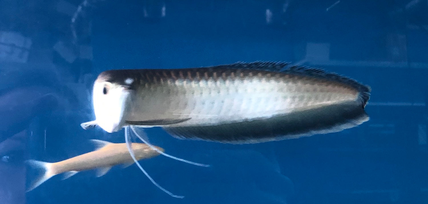 Black Arowana (Osteoglossum Ferreirai)