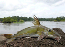Load image into Gallery viewer, Essequibo Thorny Catfish (Doras micropoeus)
