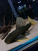 Golden Sailfin Luteus Pleco (Hypostomus luteus)