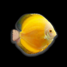 Load image into Gallery viewer, Golden Sunrise Discus (Symphysodon aequifasciatus)
