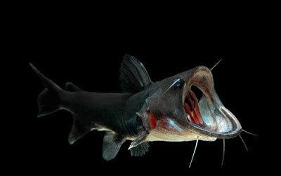 Gulper Catfish (Asterophysus batrachus)