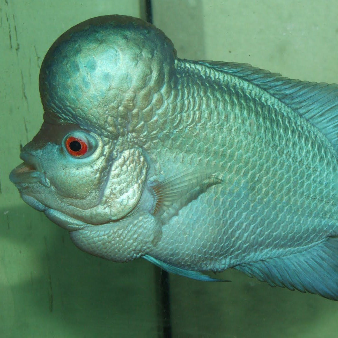 Blue Thai Silk Flowerhorn Cichlid (Cichlasoma sp)